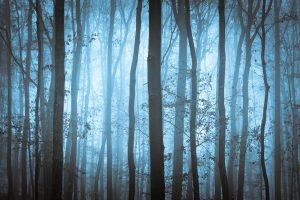 blue-trees-canstockphoto10399922